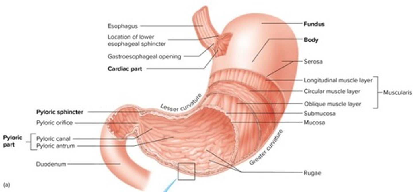 <p>Cardiac part, Fundus, Body, Pyloric part</p>
