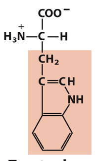 <p>Which amino acid is this?</p>