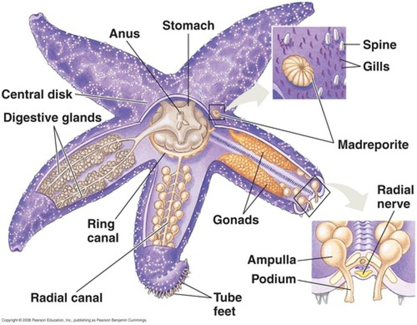 <p>Endoskeleton just beneath dermis<br>Ossicles: plates of CaCO3<br>Spines &amp; tubercles extend out from ossicles<br>Madreporite for water entry<br>No brain</p>