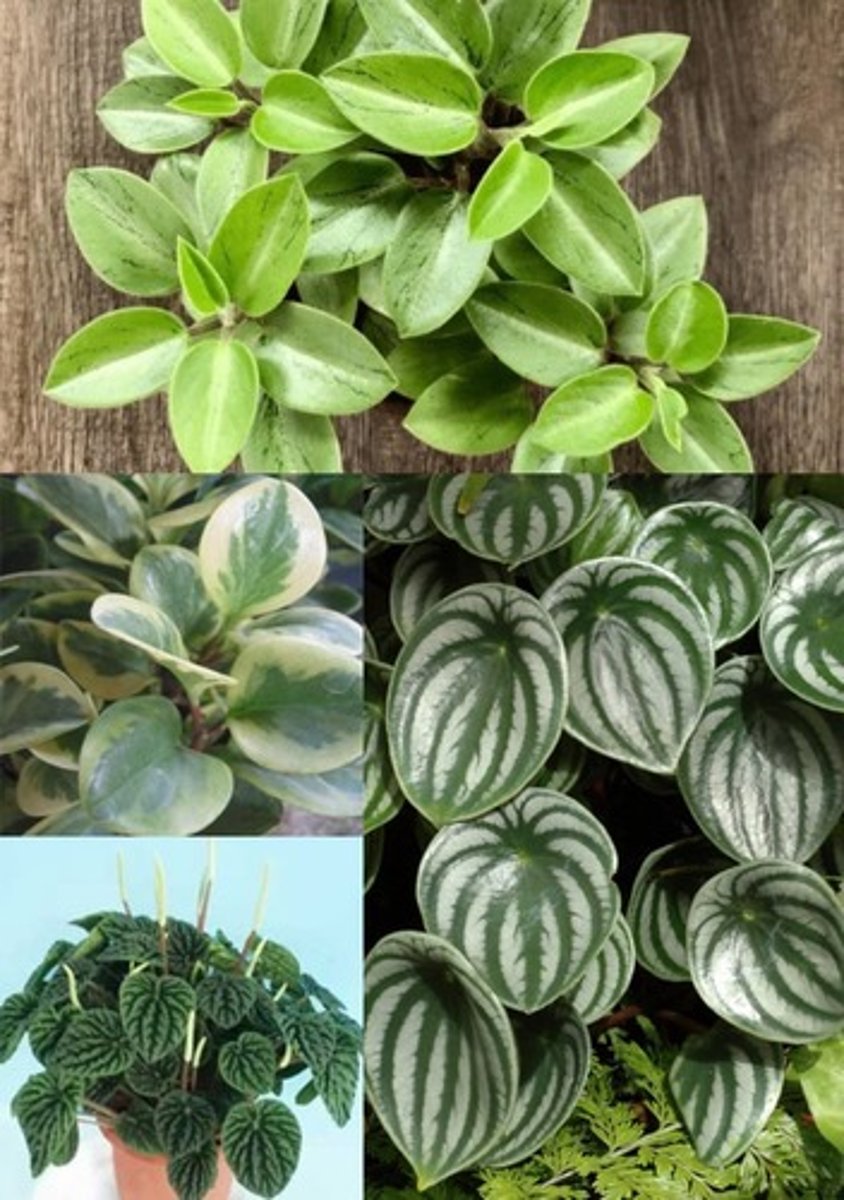 <p>Peperomias are known for their diverse foliage, which can be:</p><p>Smooth and waxy Rippled or crinkled Succulent-like, with thick, fleshy leaves</p><p>Round, oval, heart-shaped, or pointed</p><p>Solid green, variegated, or with unique patterns or colors</p><p>Size:</p><p>They typically grow to a relatively small size, often between 8 and 15 inches tall and wide.</p><p>Flowers:</p><p>While not the primary reason for growing them, Peperomias have "rat-tail" inflorescences (flower clusters) that can help with identification if they are blooming</p>