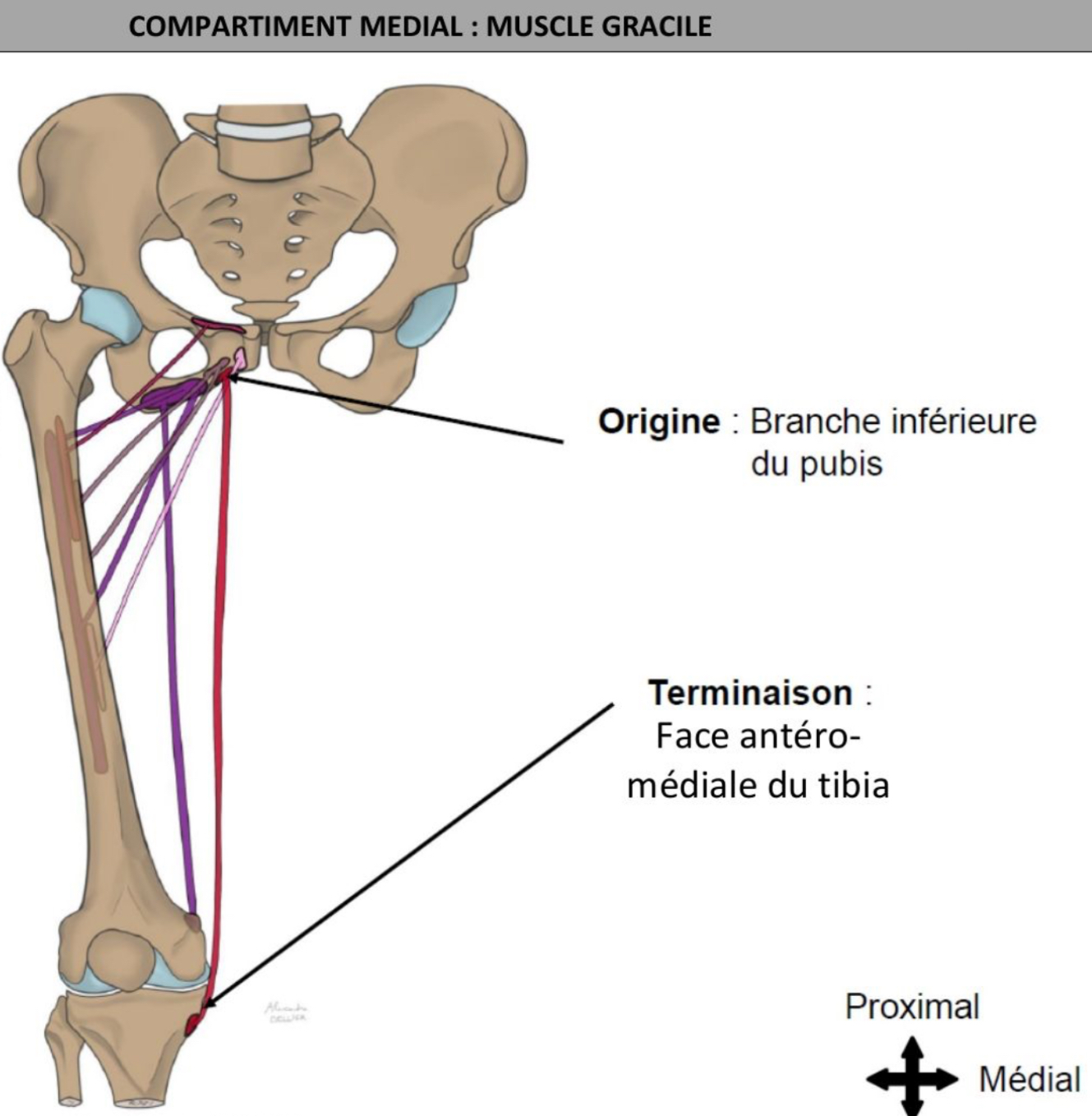 <ul><li><p>superficiel, modélé médial de la cuisse, le + médial, forme la limite médiale du trigone fémoral </p></li><li><p>Branche inférieure du pubis a sa face ventrale </p></li><li><p>Face antéro-médiale du tibia sous le condyle tibial médial </p></li><li><p>Muscle bi-articulaire : os coxal au tibia </p></li></ul><p></p>