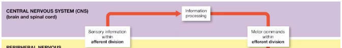 <p>1) integrating, processing, and coordinating sensory input and motor output</p><p>2) acting as the seat of intelligence, memory, learning, and emotion </p>