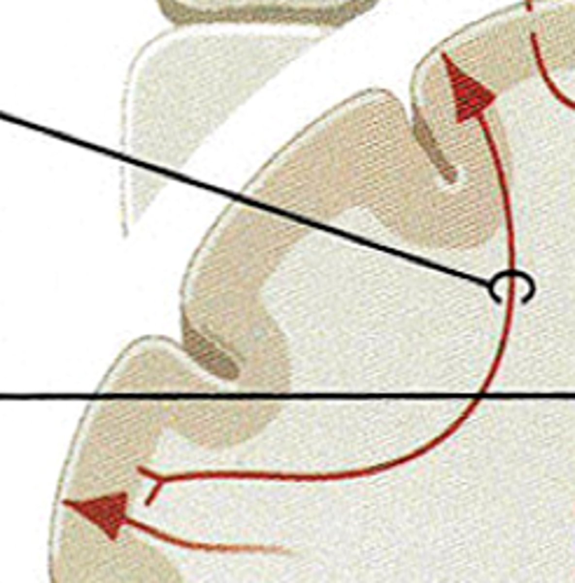 <p>connect different parts of the same hemisphere</p>