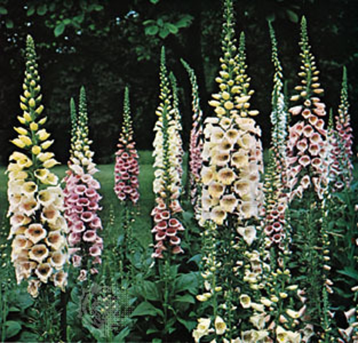 <p>basal mound of foliage</p><p>leaves: super soft; rugous texture on top; raised veins on underside</p><p>bloom: open throat; early bloom; central stalk of bloom; insect landing pad</p>