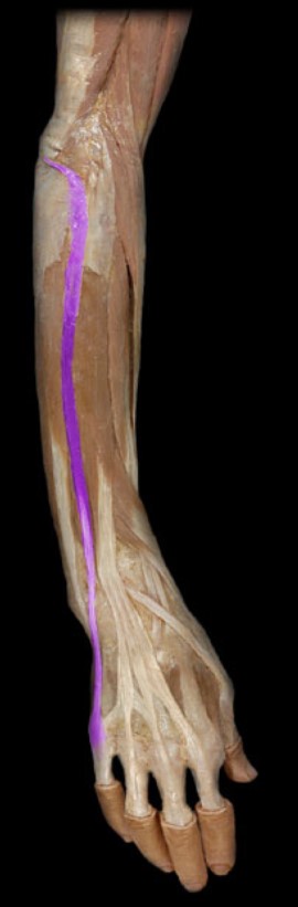 <p>Name the muscle highlighted (three words - all lowercase)</p>