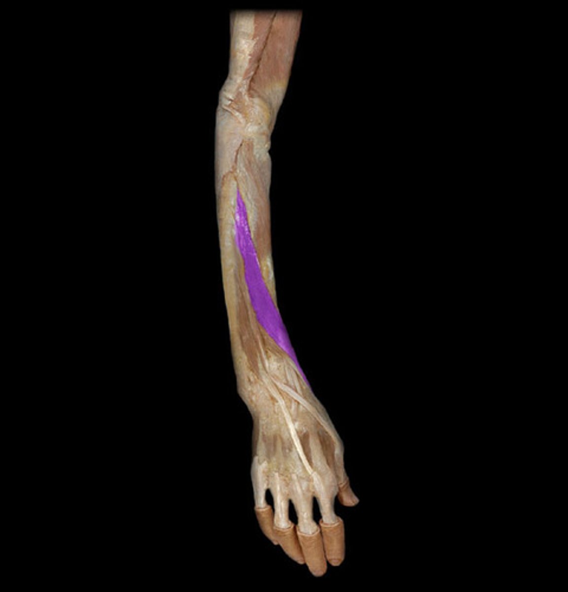 <p>Takes thumb away from palm</p><p>1</p>