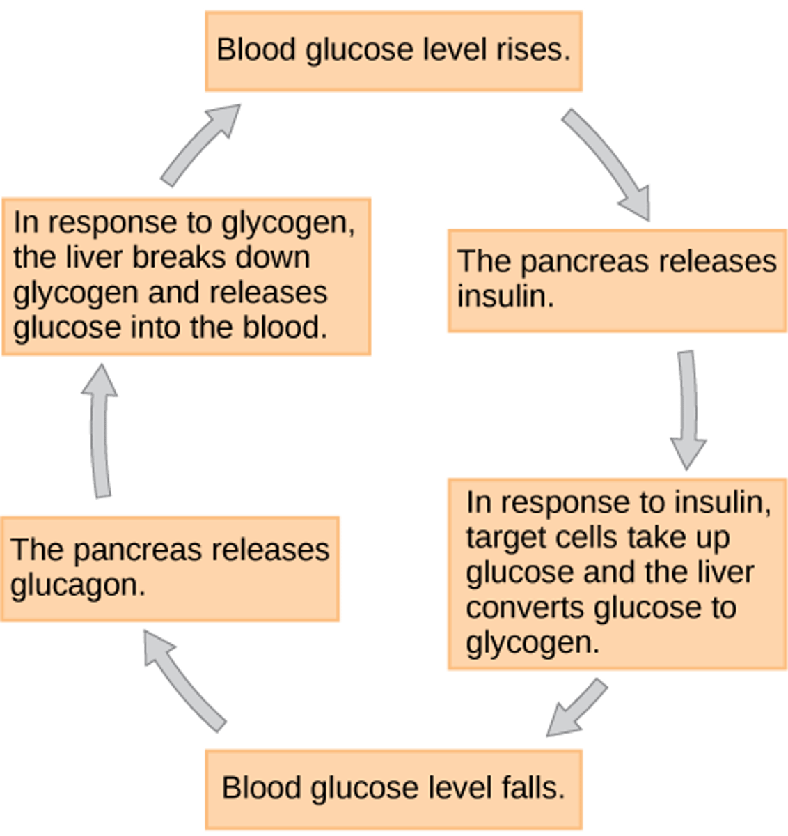 <p>glucose</p><p>(Note: mobilize the</p><p>stored glycogen for</p><p>energy needs)</p>