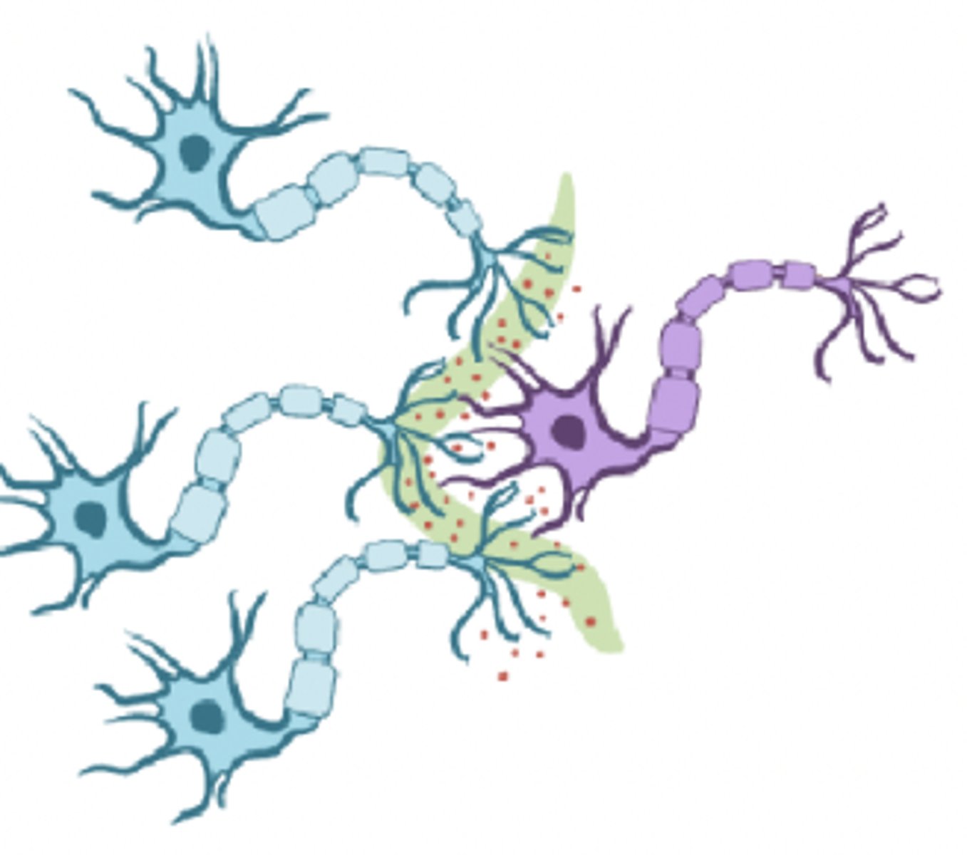 <p>- many presynaptic cells converge on a postsynaptic cell</p><p>- MOST COMMON!!</p><p>- information coming in from different neurons at a time, need convergence to happen</p>
