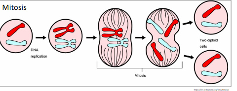 <p>Mitosis – Asexual replication</p>