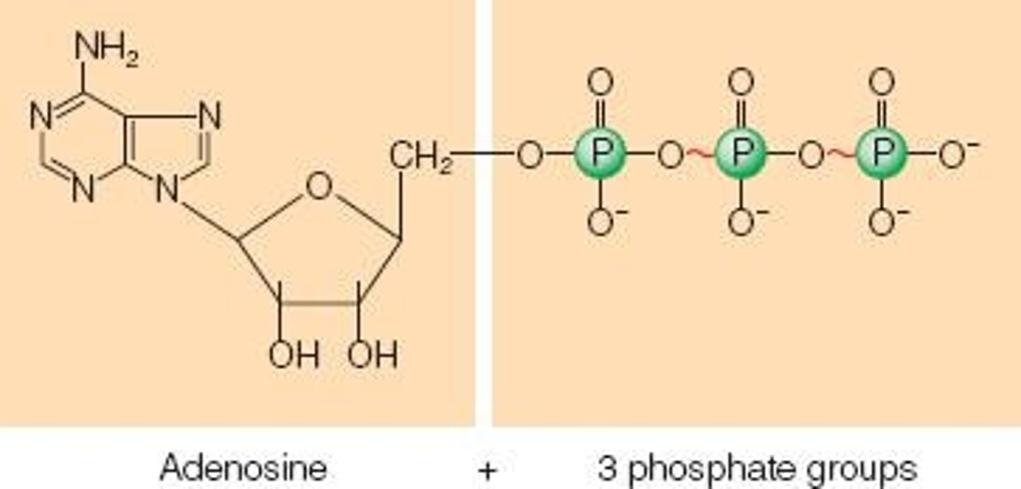 <p>Adenosine Triphosphate, the body's high-energy compound.</p>