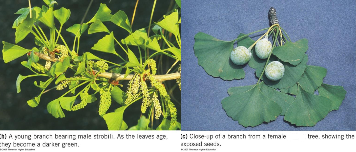<p>ginkgo; maidenhair tree; only surviving species of phylum ginkgophyta; </p>