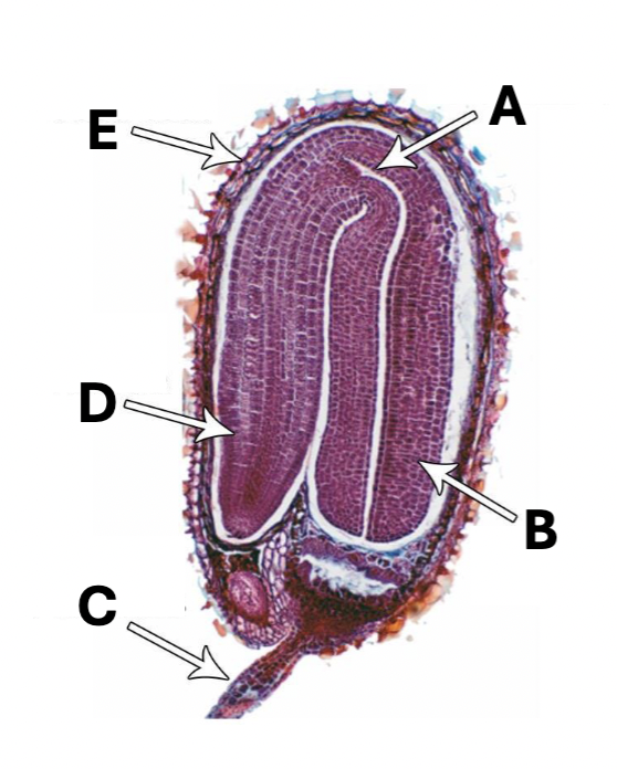 <p>Label</p>