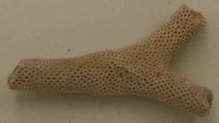 <p>Bryozoan genus with massive growth form</p><p>It existed from the Ordovician to Permian period</p>