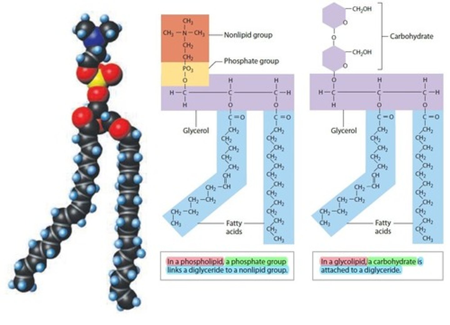 <p>Both are Diglycerides ( 1 glycerol + 2 fatty acids)</p><p>- Both are structural Lipids "fats" that compose Cell and Plasma Membranes</p><p>- Both derived from Fatty Acids and Non-Lipid components that contain a Hydrophobic Hydrocarbon tail (H-C-H) that is Non-Polar with water and a hydrophilic Nonlipid head that is Polar with water</p>