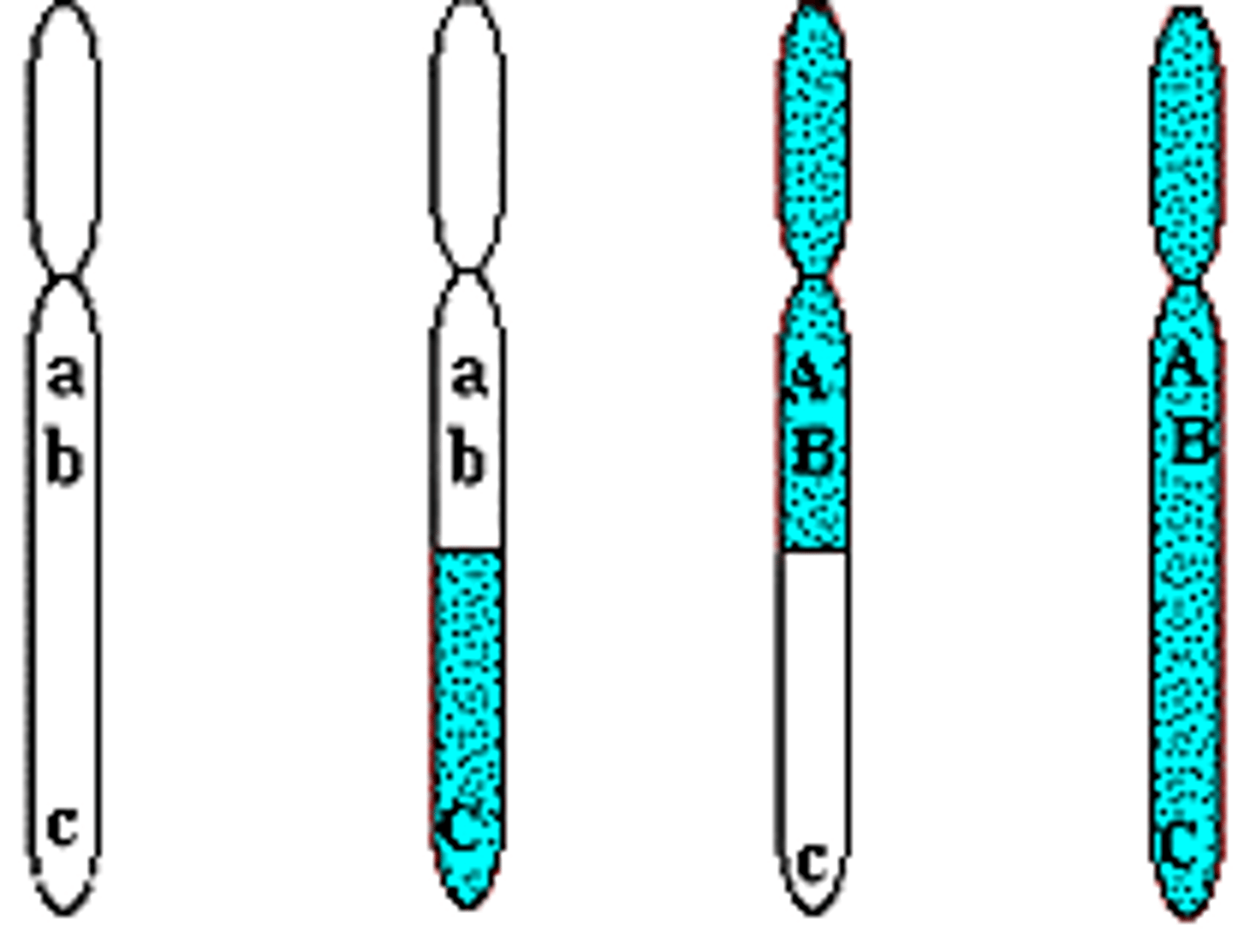 <p>Genetic recombination</p>