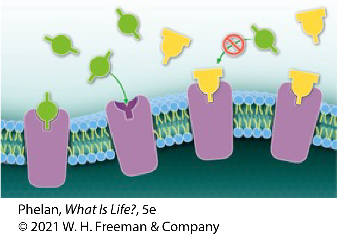 The diagram shows the action of beta-blockers in reducing anxiety. In this diagram, the green figures represent ________________, the yellow figures represent ________________, and the purple figures represent ________________.
