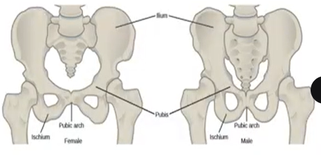<p>Characteristics of pelvic girdle </p>