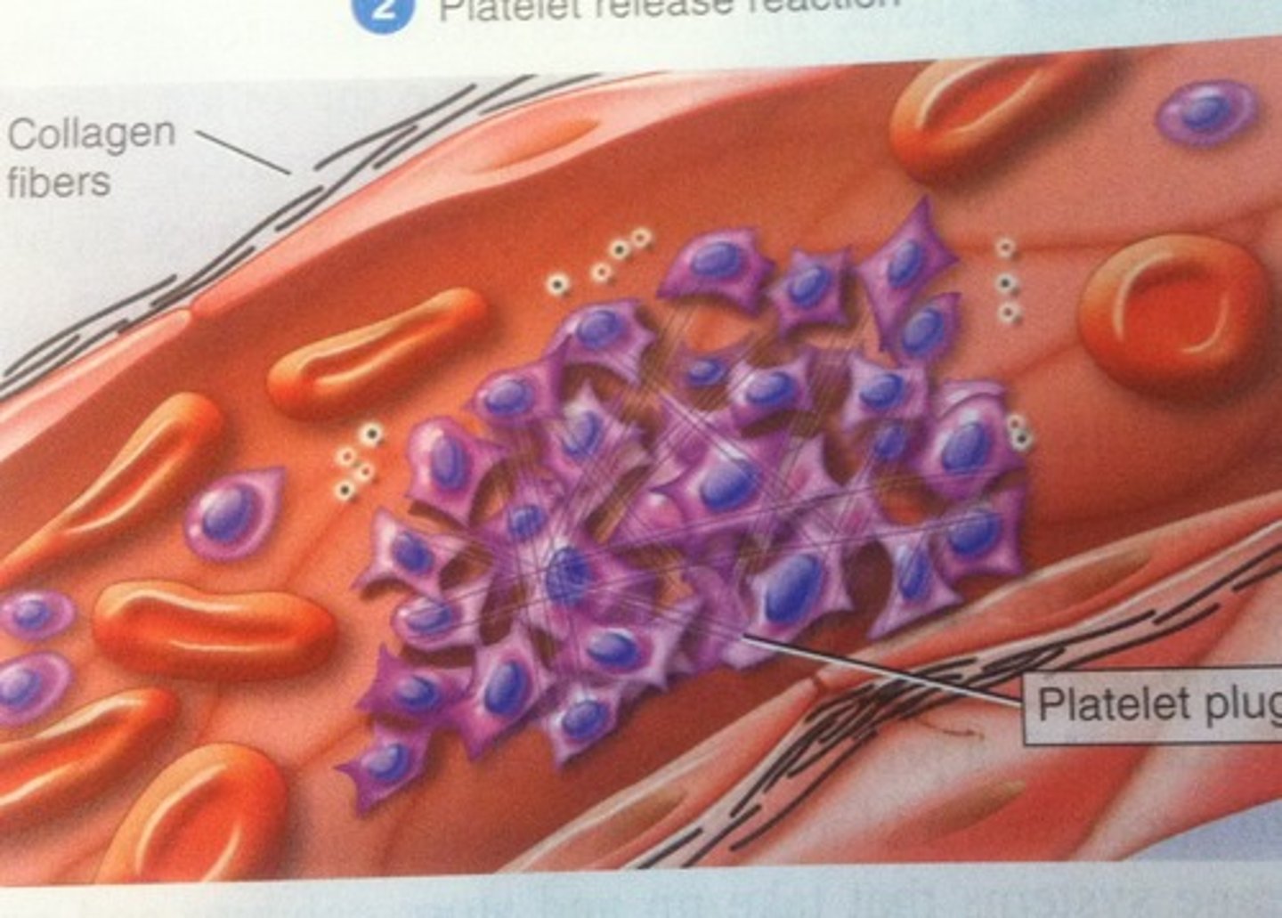 <p>When platelets are exposed to collagen after an injury to the blood vessel, platelets clump and form a temporary seal --&gt; they release chemicals to call more platelets to the injury site</p>