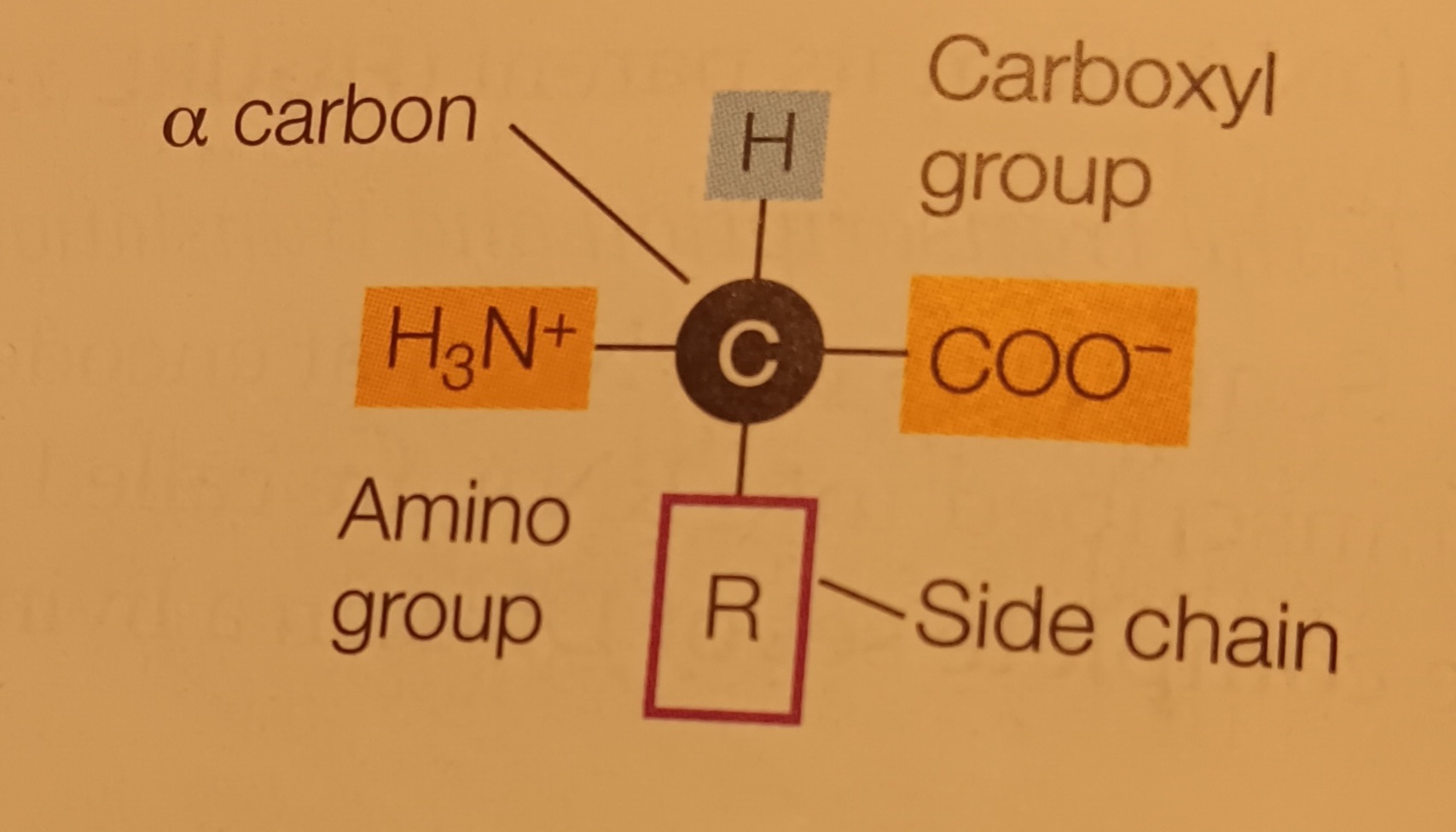 <p>Amino Acids</p>