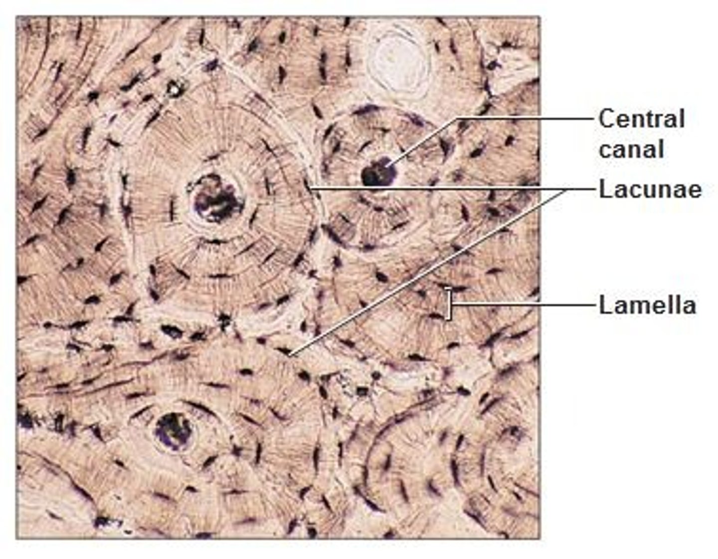 <p>Hard, calcified matrix containing many collagen fibers; osteocytes lie in lacunae. Very well vascularized.</p>