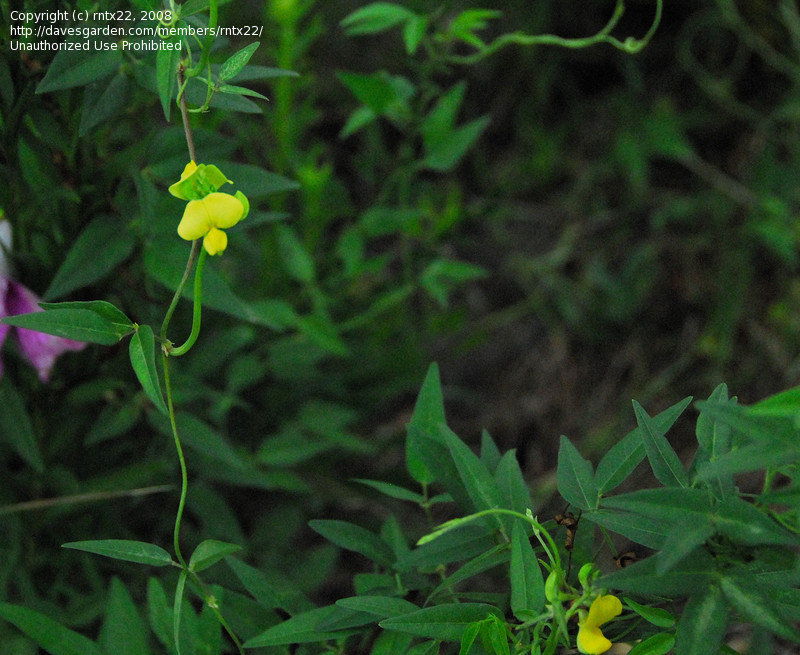 Family: Fabaceae

SN: Vigna luteola