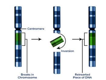 <ul><li><p><span>no gain or loss of genetic information</span></p><ul><li><p><span>Ex: hemophilia A (FVIII gene), Hunter syndrome (lysosome storage defect, IDS gene)</span></p></li></ul></li></ul><p></p>
