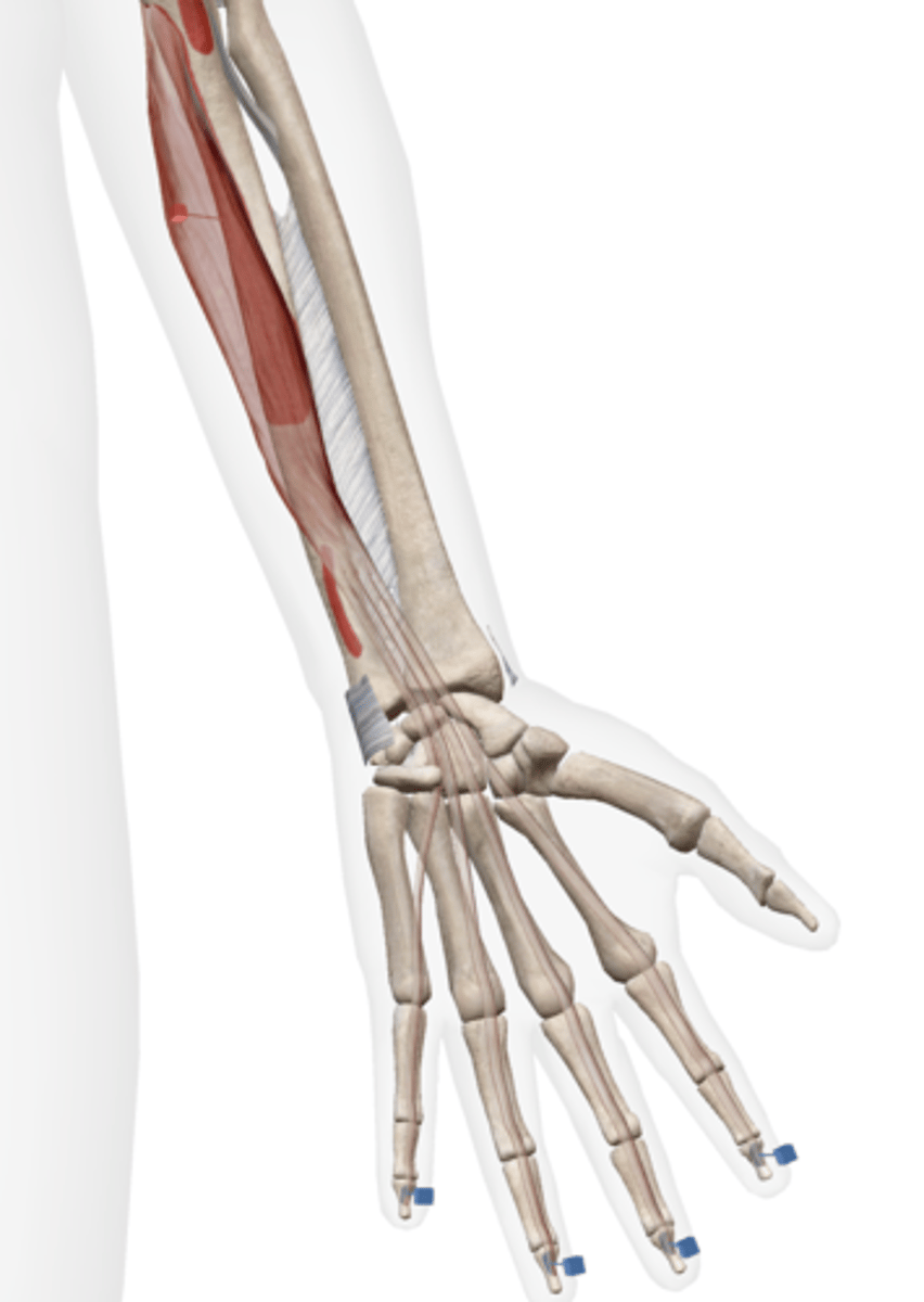 <p>4 tendons attach to palmar surfaces of distal phalanges of digits 2-5</p>