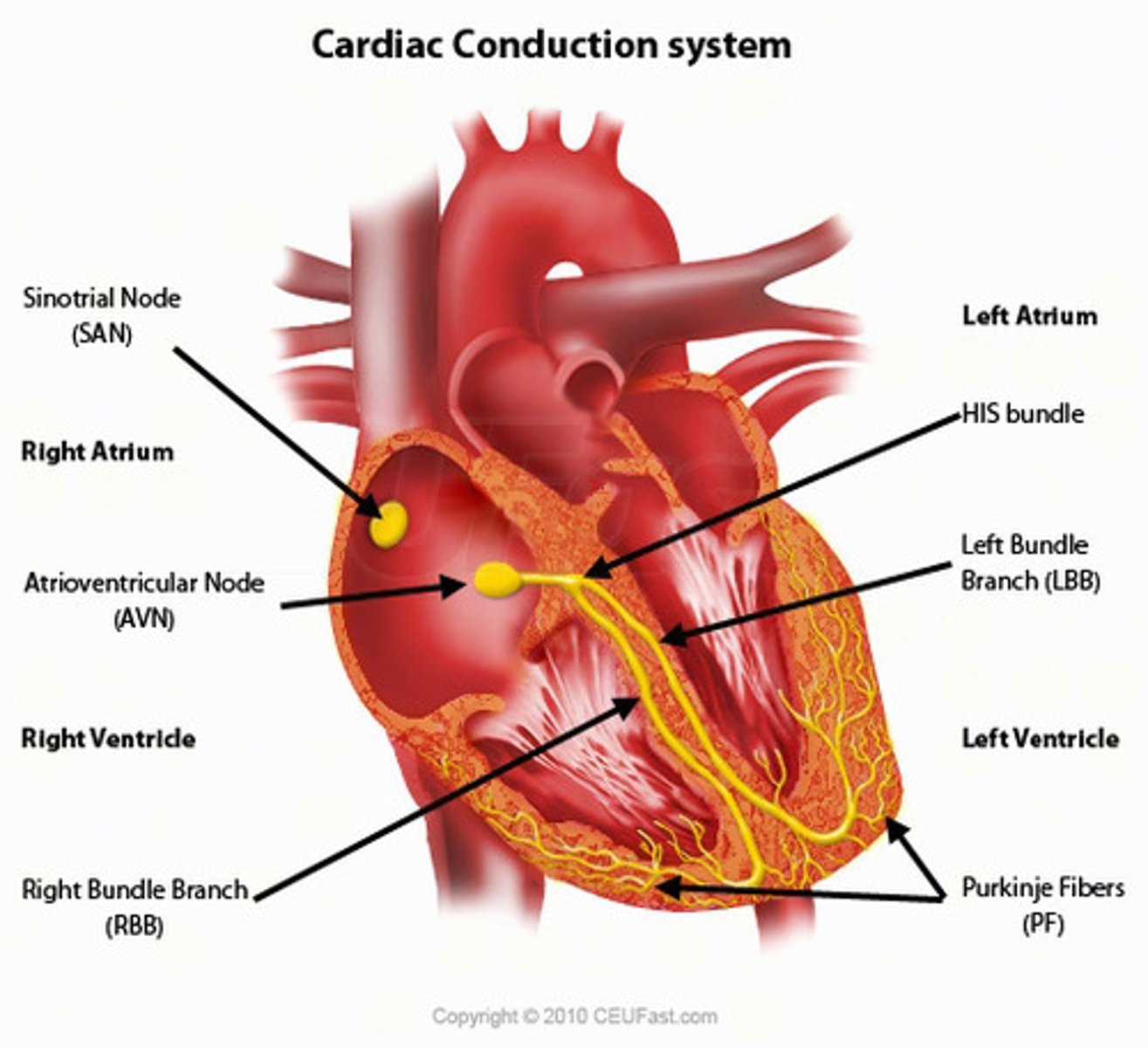 <p>The conductive system is composed of specialized muscle tissue which function is what? </p>