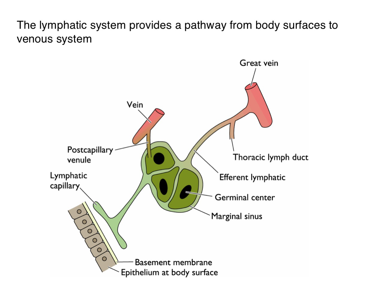 <p>How do viruses transition from lymphatics to the bloodstream?</p>