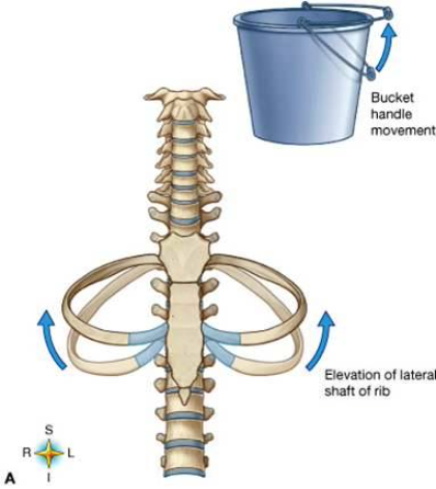 * Inspiration causes superior and lateral motion in frontal plane (bucket handle motion) 
* Increases M-L dimensions of thorax 