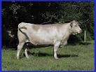 -Originates in AUSTRALIA, introduced to US around 1972
-Dark grey to light silver, dun or black, medium size
-Good temperament, good marbling