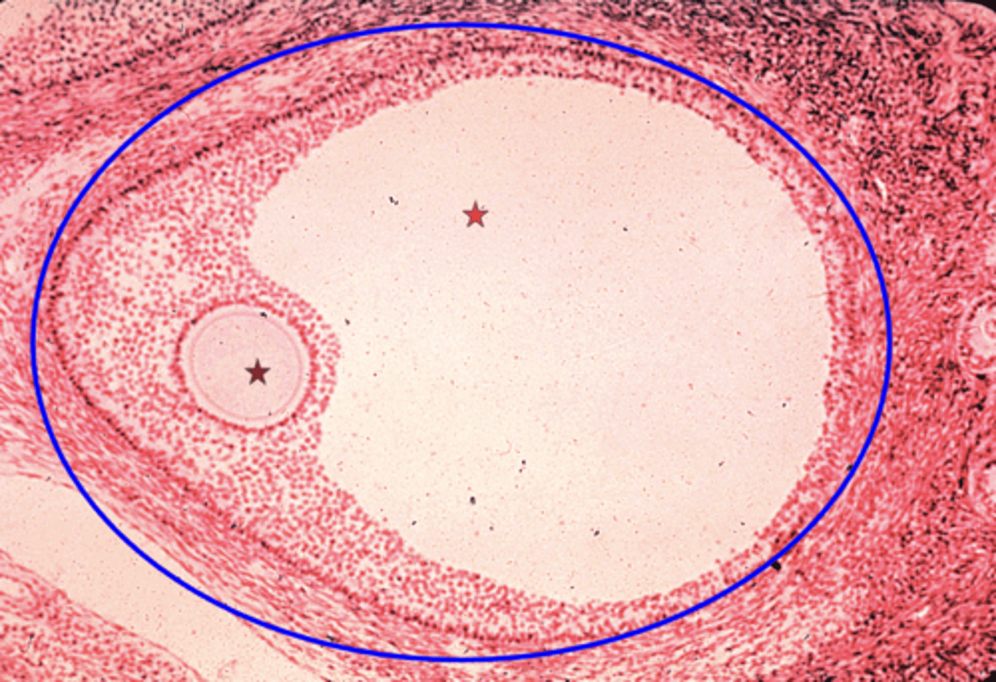 <p>What is the brown star?</p>