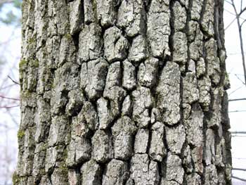 <p>black-gum, Nyssa sylvatica, Cornaceae</p>