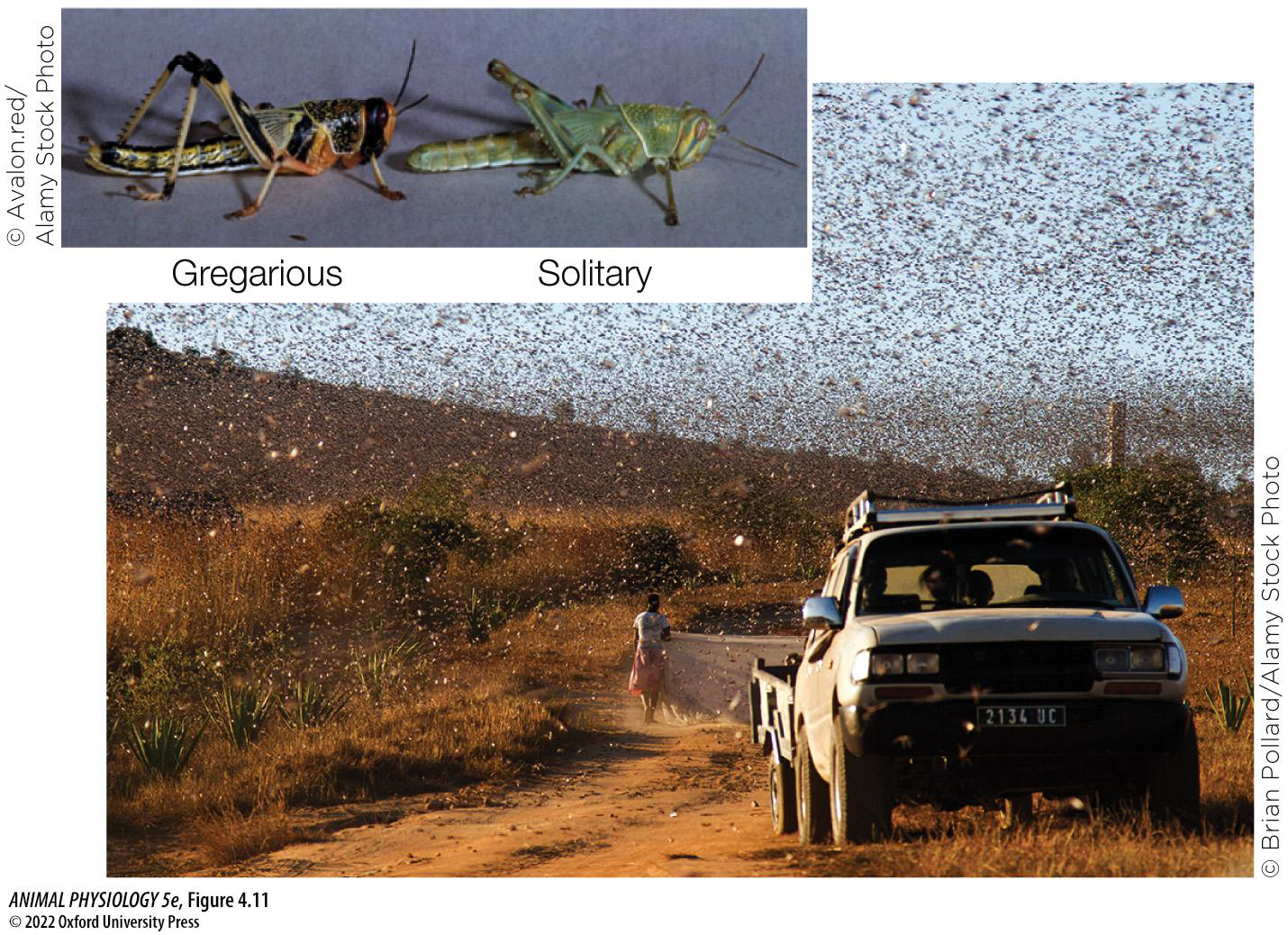 <p>A locust is a type of grasshopper that swarms under certain conditions.</p><p>Locusts swarms have long been a farming challenge for humans. However, modern industrial farming practices can increase the intensity and incidence of locust swarms.</p><p>This has negative effects on the environment and on human food security. As researchers seek low-cost ways to mitigate this problem, they reveal interesting aspects of the physiology behind this behavior, including epigenetics.</p>