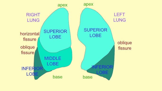 <p>Right: 3 lobes (Upper, Middle, Lower). Left: 2 lobes (Upper, Lower).</p>