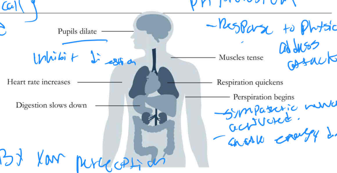 <p>Sam Axis </p>