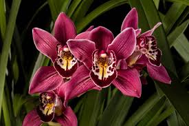 <p>Cymbidium</p>