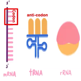 <p>Messenger RNA (mRNA)</p>