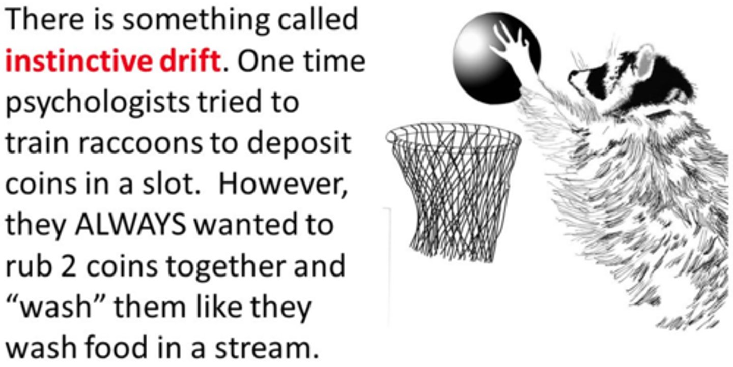 <p>The tendency of an animal to revert to instinctive behaviors that interfere with a conditioned response. For example, a raccoon trained to deposit coins into a container may start rubbing the coins together as if they were food, a behavior that is instinctual for raccoons when handling food.</p>