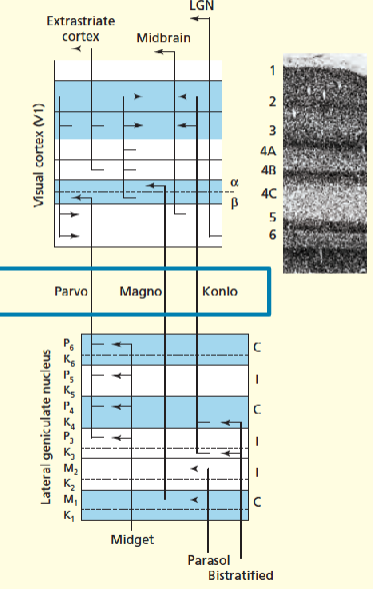 <p>Function of parve, mango and konio pathway</p>