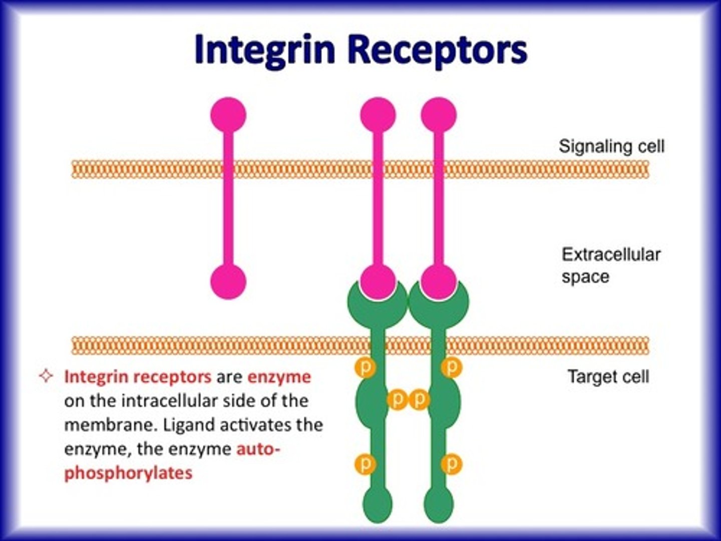 <p>Transmembrane protein that interconnects the ECM and cytoskeleton of a cell</p>