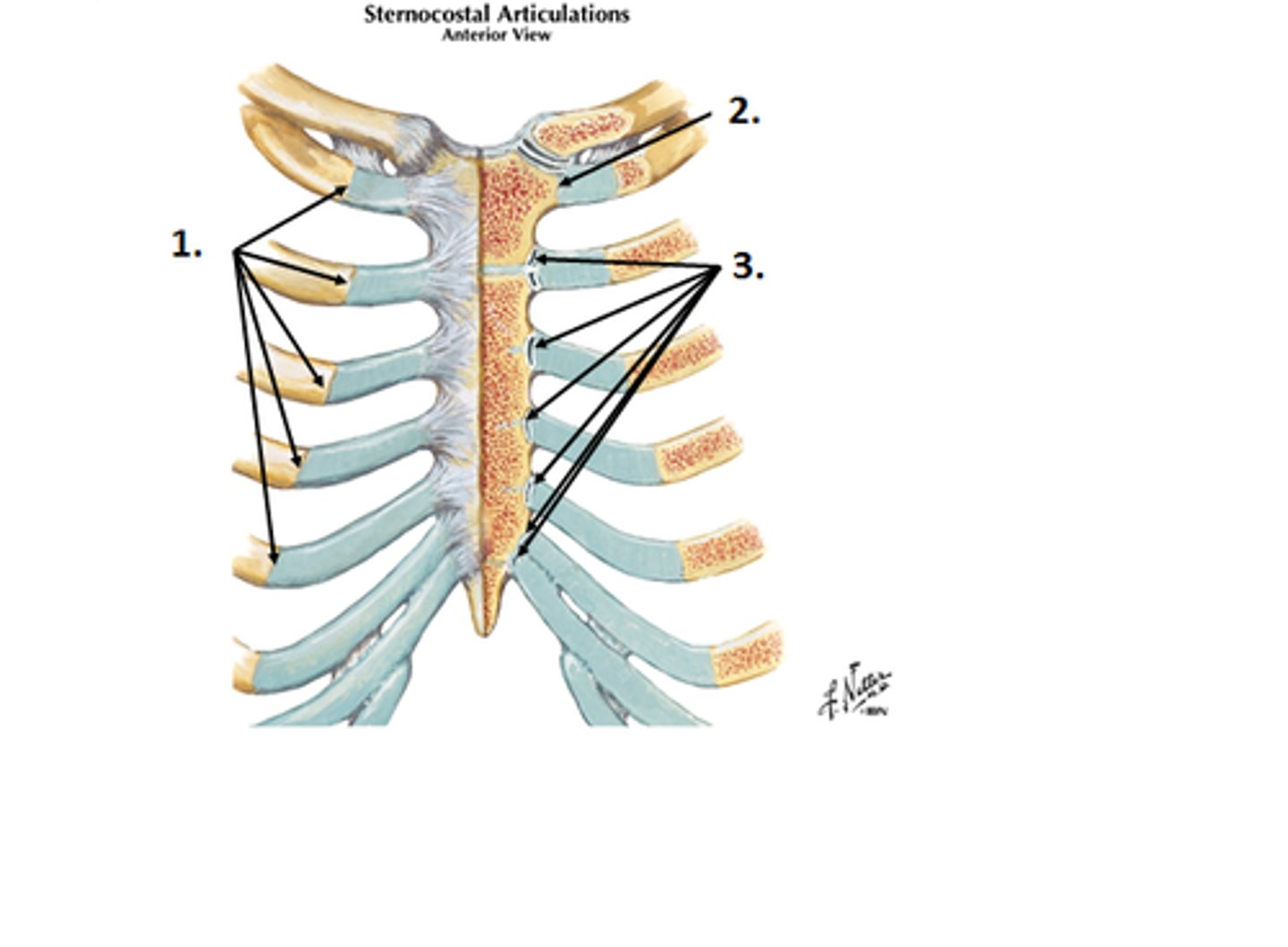 <p>synchondrosis - hyaline cartilage <br>symphysis - fibrocartilage<br>no articular cavity (synarthrodial)</p>