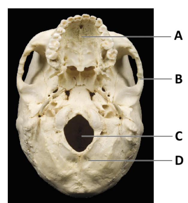 <p>Which of the following bones are indicated by letters A, B, and D (in order)? </p>