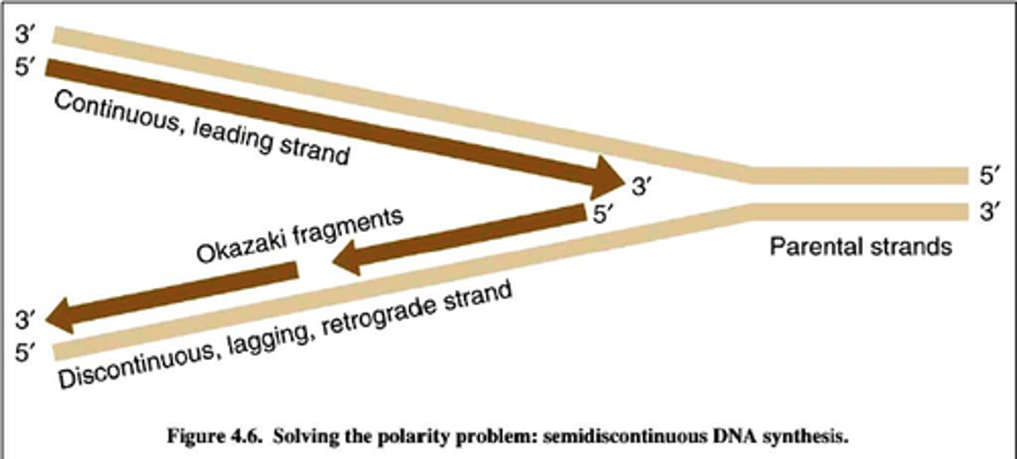 <p>Leading: elongate continuously into the widening replication fork from parental 3' to 5' ends</p><p>Lagging: replicates away from the fork, must wait until it widens to polymerize and is discontinuous, leading to Okazaki fragments from parental 3' to 5' ends</p>