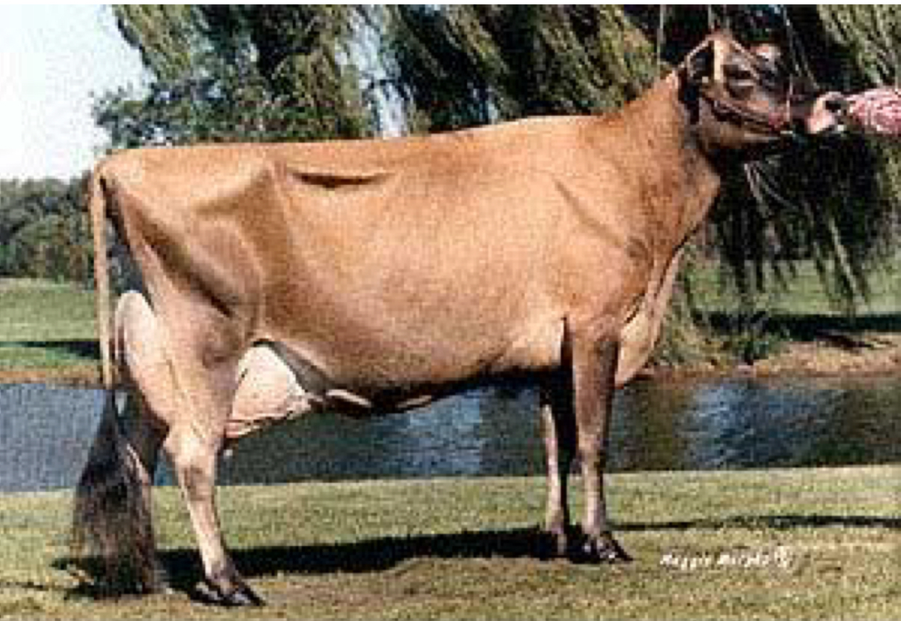 <p>Which is the smallest dairy breed but is known for high milk fat?</p>