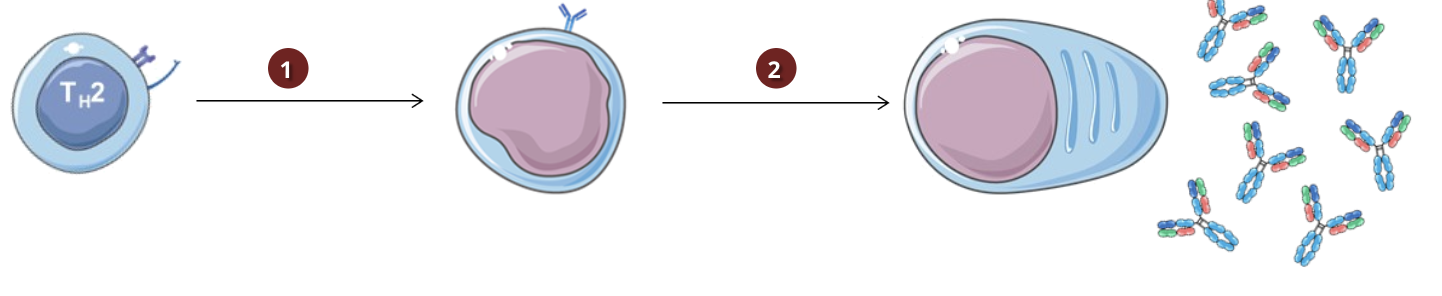 <p>Humoral immunity is characterized by B cells and is an antibody mediated response</p><ol><li><p>Activated and differentiated Th2 cells activate B cells and induce their differentiation into plasmocytes</p></li><li><p>plasmocytes produce antibodies specific for the invading antigen</p></li></ol><p></p>