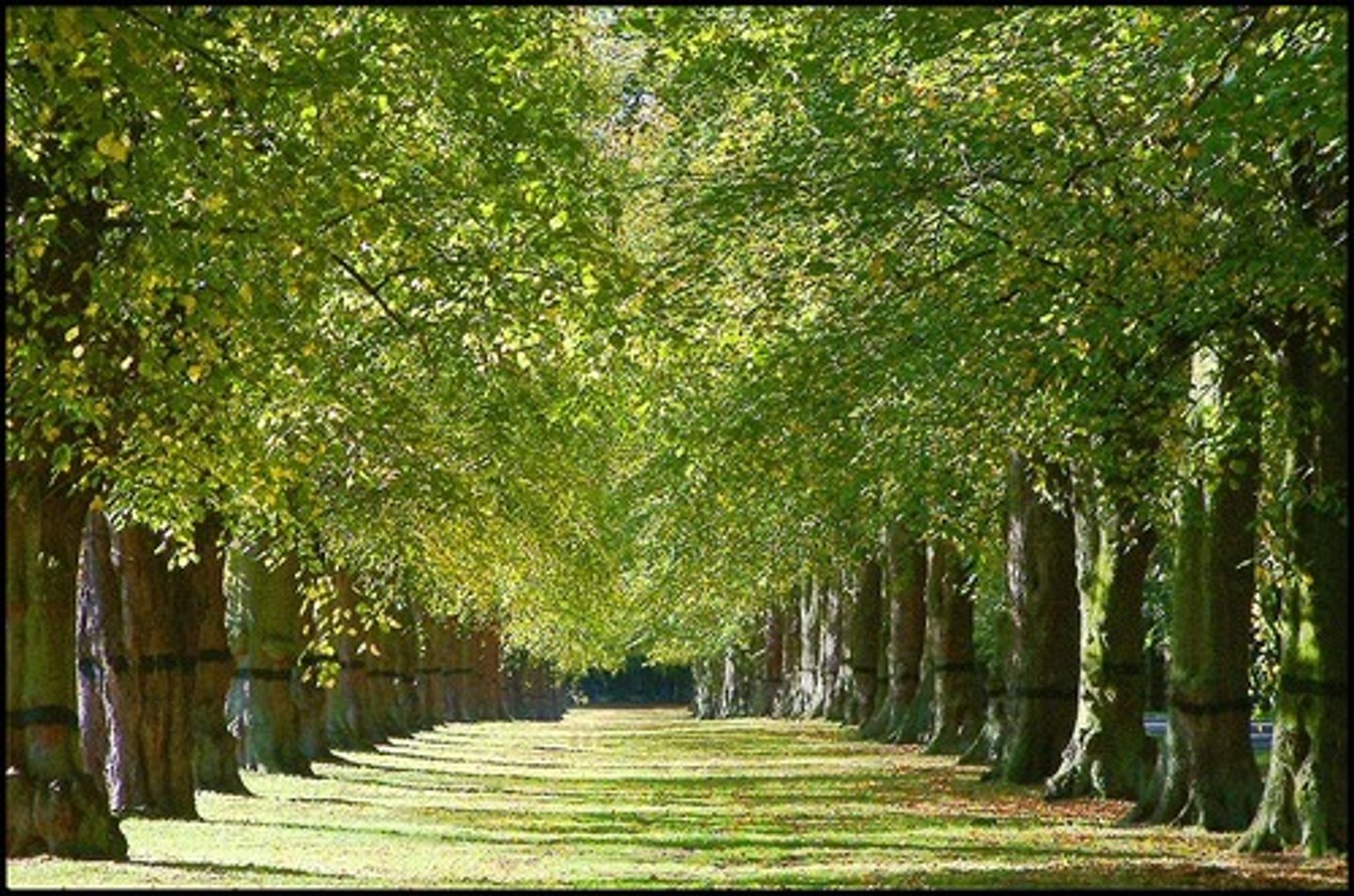 <p>park</p>