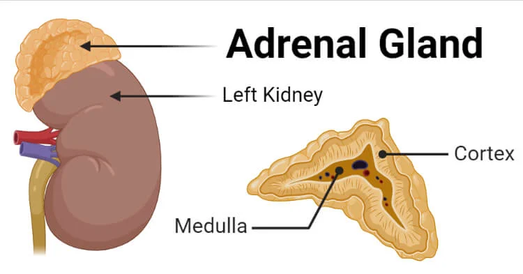 <p>Adrenal glands are made up of an adrenal medulla in the centre and adrenal cortex around the outside. The adrenal medulla releases adrenaline which further prepares the body by boosting oxygen and glucose supplies as well as suppressing digestion. </p>