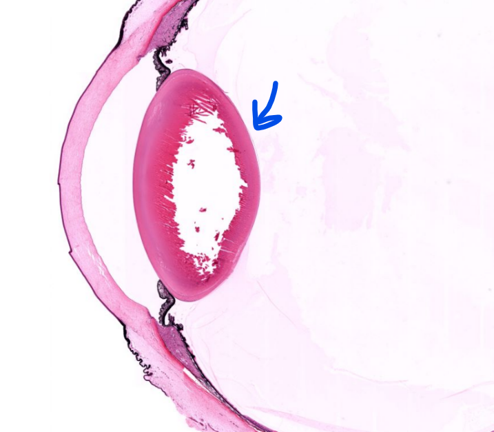 <p>structure</p>