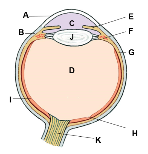 <p>where is the cornea</p>